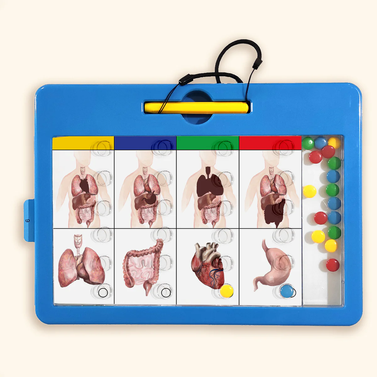 Carte LOGIDOTS - Corpo Umano - immagine 3